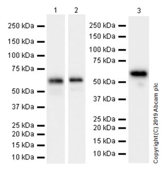 Smarcd2 Antibody Epr20860 251 Ab220164  Western Blot Img22661