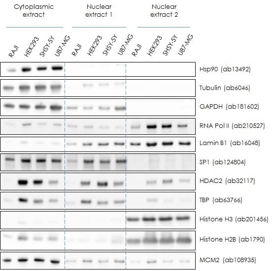 Nuclear Extraction Kit - Soluble / Insoluble Fractions(AB219177)