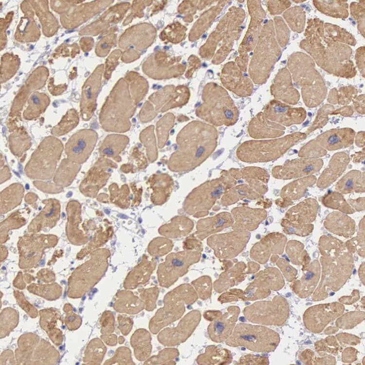 Anti-alpha-cardiac myosin heavy chain antibody(AB224046)
