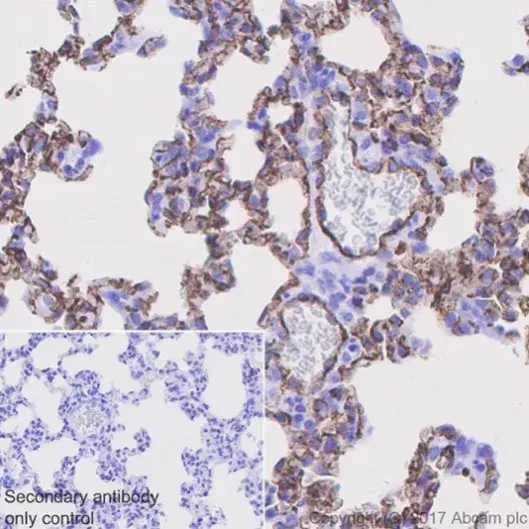 Anti-CD31 antibody [EPR17259](AB182981)