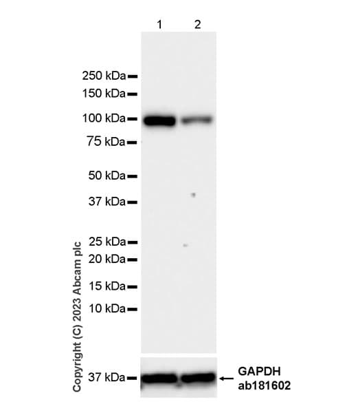 Anti-KPNB1 antibody [EPR26137-52](AB313370)