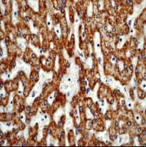Anti-GM130 antibody [EP892Y] - cis-Golgi Marker(AB52649)