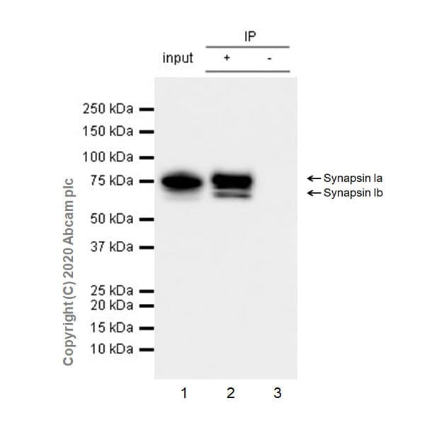 Anti-Synapsin I antibody [EPR23531-50] - Synaptic Marker(AB254349)
