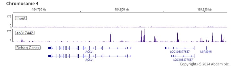Anti-CEBP Alpha/CEBPA antibody [EPR27924-90](AB317442)