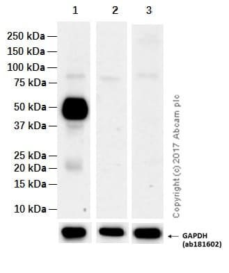 Anti-CD14 antibody [EPR3653](AB133335)