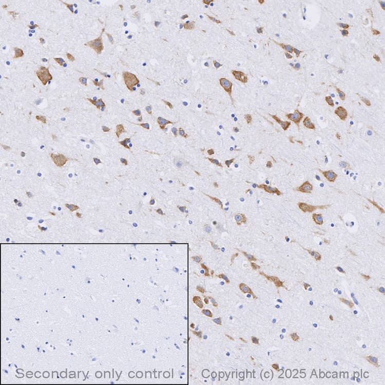 Anti-FMRP antibody(AB17722)