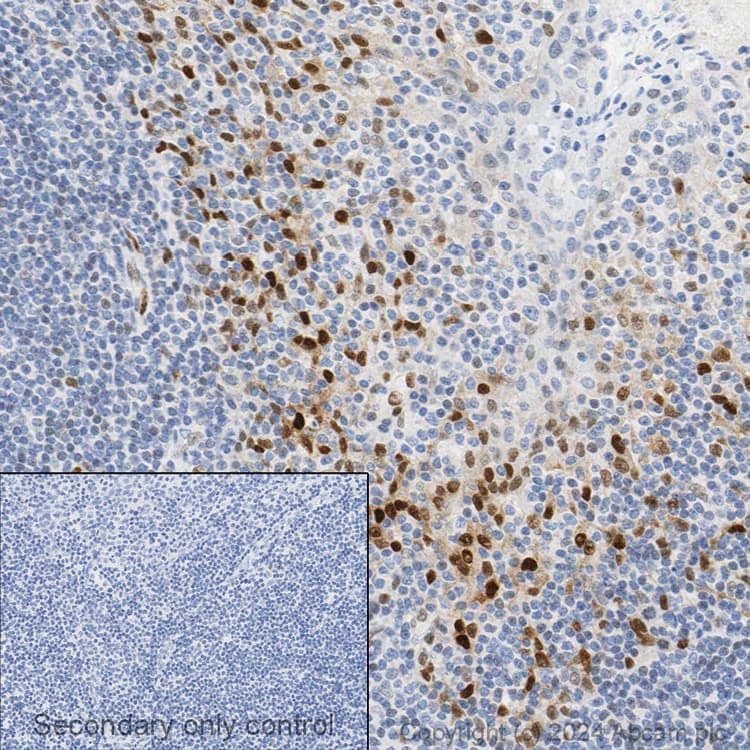 Anti-Cyclin D1 antibody [SP4](AB16663)