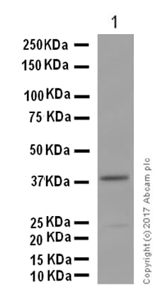 Anti-AGXT antibody [EPR13232] - BSA and Azide free(AB250079)