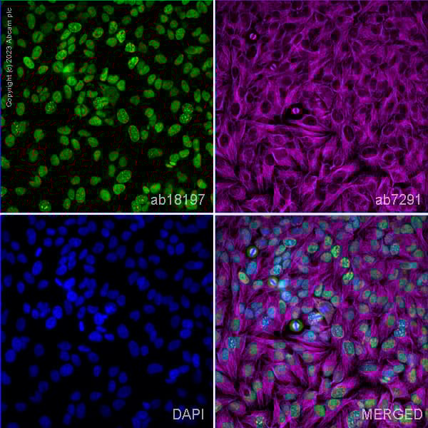 Anti-PCNA antibody(AB18197)