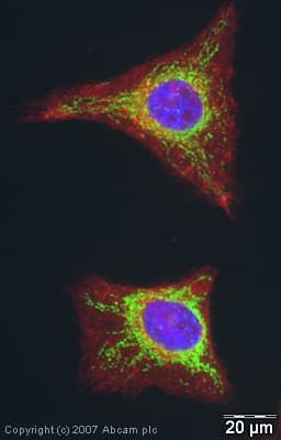Cox Iv Antibody Mabcam33985 Mitochondrial Marker Ab33985  Immunocytochemistry Immunofluorescence Img10261