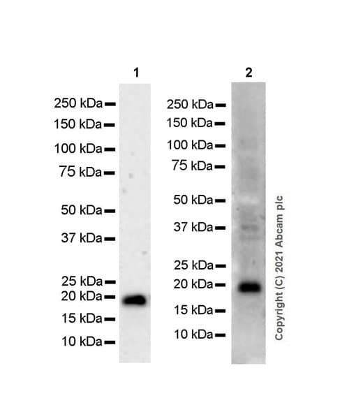 Anti-MAX antibody [EPR19352] - ChIP Grade - BSA and Azide free(AB236028)