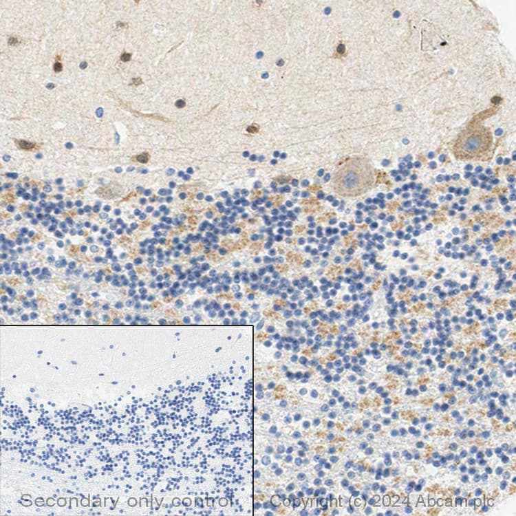 Anti-PSD95 antibody - Synaptic Marker(AB18258)