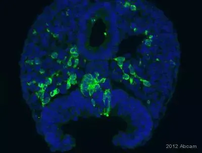 Gfp Antibody Ab13970 Immunohistochemistry Frozen Sections Img413724