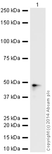 HeLa whole cell lysate(AB150035)