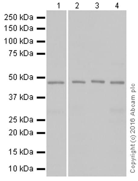 Anti-TSG101 antibody [EPR7131(B)](AB133586)