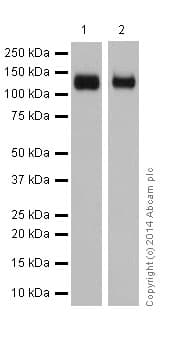 Anti-Integrin alpha V antibody [EPR16800](AB179475)