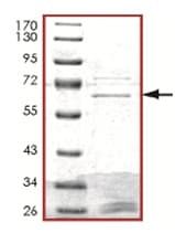 Ab125536  Sds Page Img49112