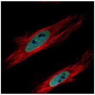 Anti-HP1 gamma/CBX3 antibody(AB227478)