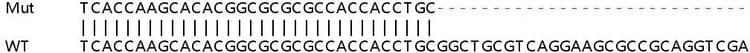 Human SYNGR2 (Synaptogyrin 2) knockout HEK-293T cell lysate(AB263378)