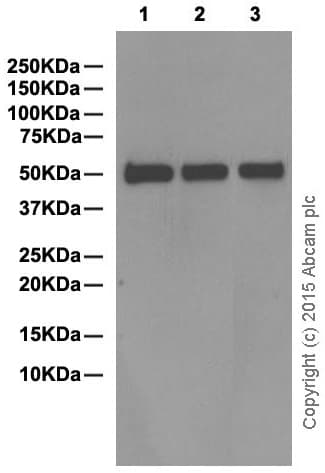 Anti-Human IgG antibody [EPR4421](AB109489)