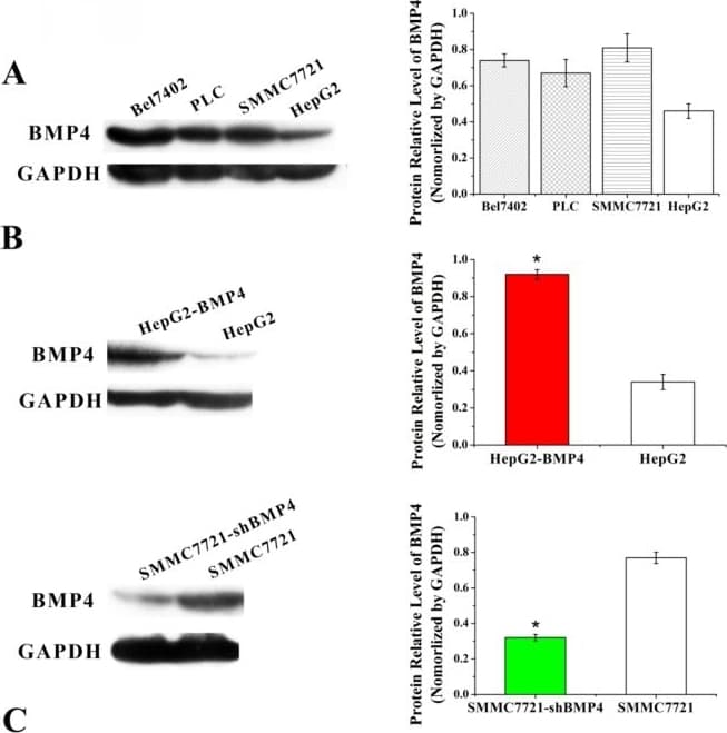 Anti-BMP4 antibody [EPR6211](AB124715)