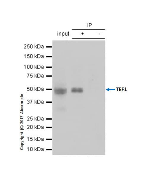 Tef1 Tead 1 Antibody Epr39672 Bsa And Azide Free Ab219647  Immunoprecipitation Img155628
