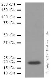 Anti-p21 antibody [EPR362](AB109520)