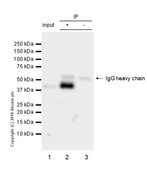 Anti-CCR6 antibody [EPR22259](AB227036)