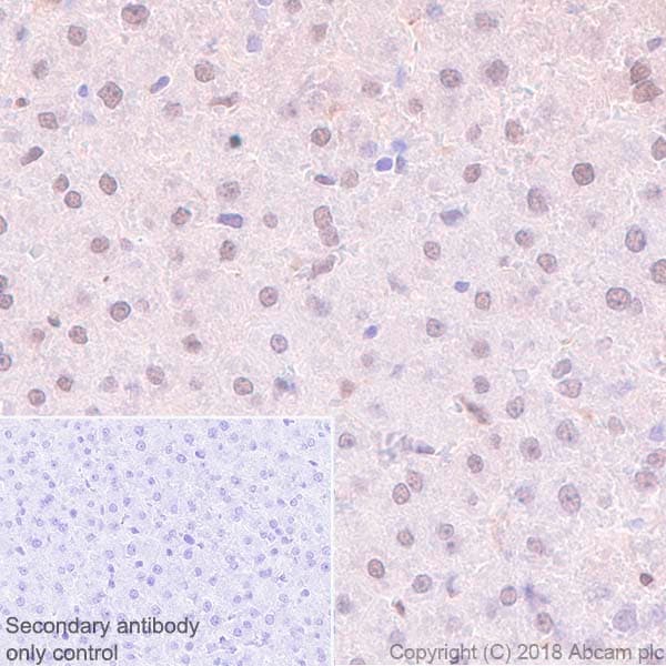 Anti-Visfatin antibody [EPR21984] - BSA and Azide free(AB240560)