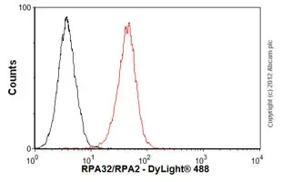 Anti-RPA32/RPA2 antibody [9H8](AB2175)