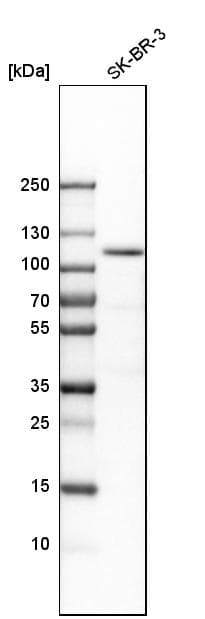 Espin Antibody Ab254774  Western Blot Img83552