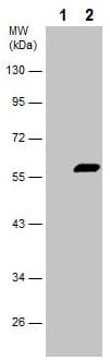 Anti-PDCD4 (phospho S457) antibody(AB226849)