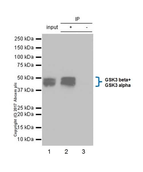 Anti-GSK3 beta + GSK3 alpha antibody [EPR18814-102] - BSA and Azide free(AB226169)
