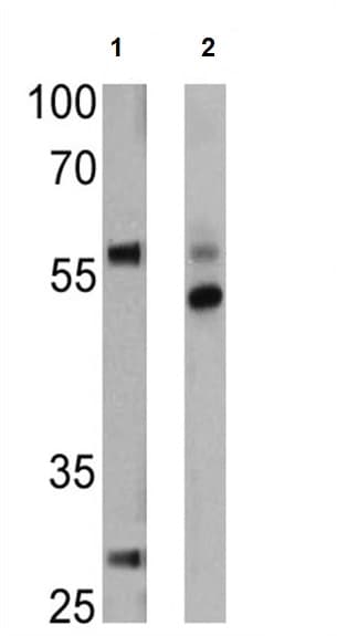 Anti-DR5 antibody(AB16329)