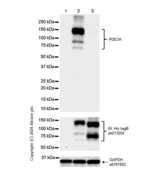 Pde3a Antibody Epr28228 6 Ab315279  Western Blot Img427399