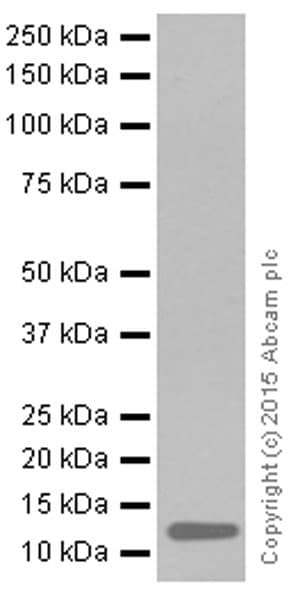 Anti-Histone H4 (acetyl K16) antibody [EPR1004] - BSA and Azide free(AB194352)