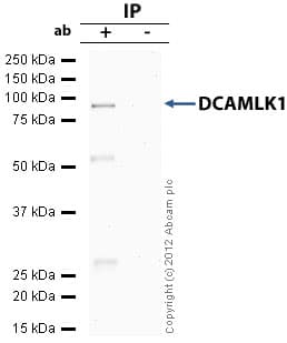 Anti-DCAMKL1 antibody(AB31704)