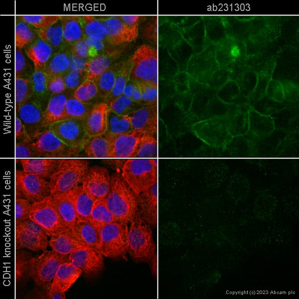 Anti-E Cadherin antibody [4A2](AB231303)