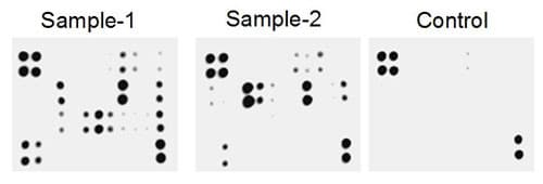 Human Chemokine Antibody Array - Membrane (38 targets)(AB169812)