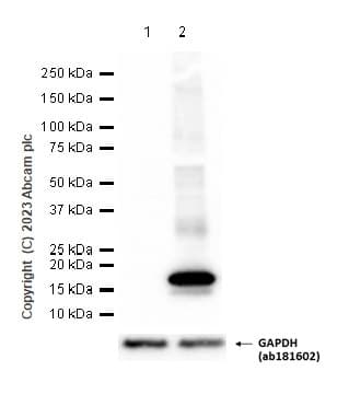 Anti-CDKN2A/p16INK4a antibody [EPR20418](AB211542)