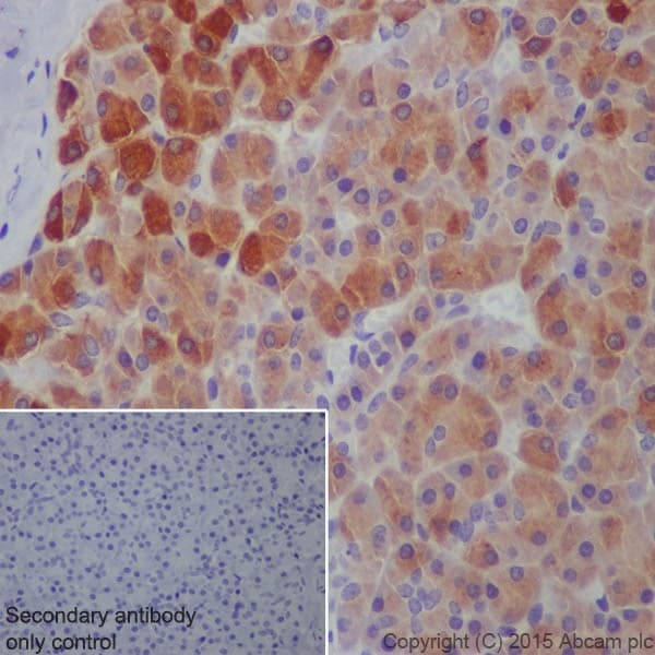 Anti-Trypsin antibody [EPR19498-43] - BSA and Azide free(AB251326)