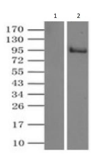 Tyro3 Antibody Oti5b7 Ab117877  Immunoprecipitation Img4468