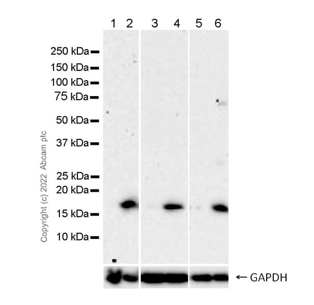 Anti-gamma H2A.X (phospho S139) antibody [N1-431](ab303656)