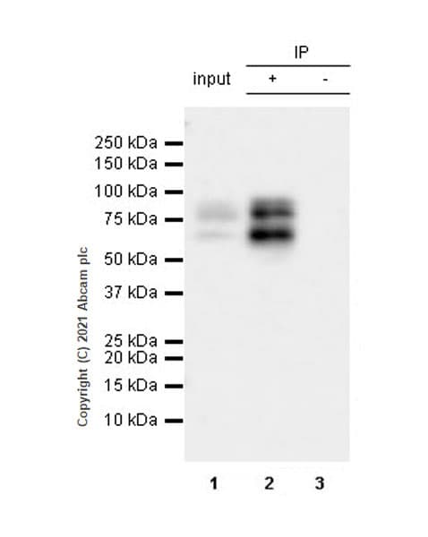 Anti-Protein S antibody [EPR24509-70] - BSA and Azide free(AB280894)