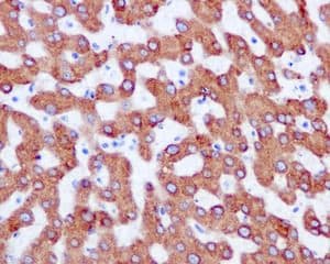 Anti-COX2 / Cyclooxygenase 2 antibody [EPR12012](AB179800)