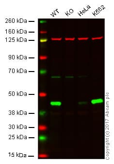 Cystathionase Cth Antibody Epr15468 N Terminal Ab189916  Western Blot Img58694