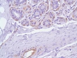 Anti-Nestin antibody [SP103](AB105389)