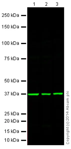Anti-GAPDH antibody - Loading Control(AB9485)