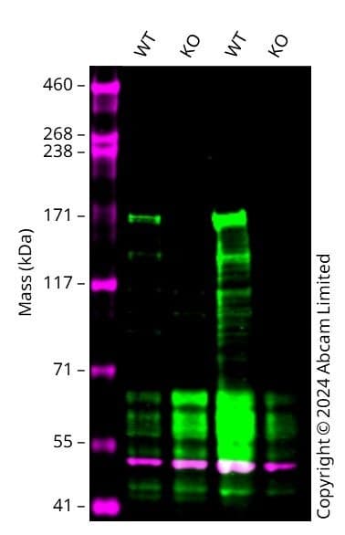 Anti-KDM5B / PLU1 / Jarid1B antibody [EPR25242-12](AB306579)