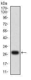 Anti-Dynamin 2 antibody [3F5C7](AB233732)
